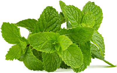 mint (2)